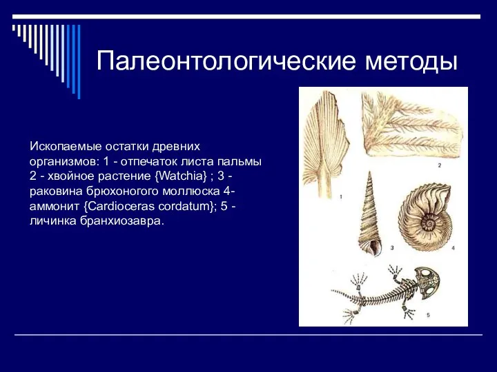 Палеонтологические методы Ископаемые остатки древних организмов: 1 - отпечаток листа пальмы