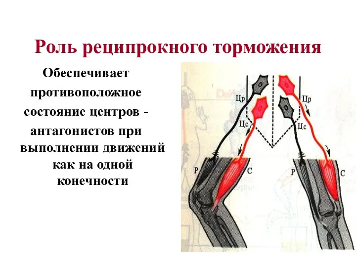 Роль реципрокного торможения Обеспечивает противоположное состояние центров - антагонистов при выполнении движений как на одной конечности