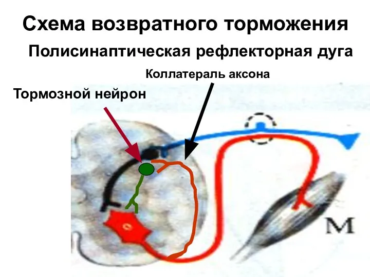 Схема возвратного торможения Полисинаптическая рефлекторная дуга Коллатераль аксона Тормозной нейрон