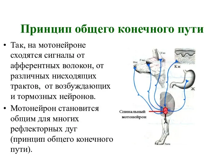 Принцип общего конечного пути Так, на мотонейроне сходятся сигналы от афферентных