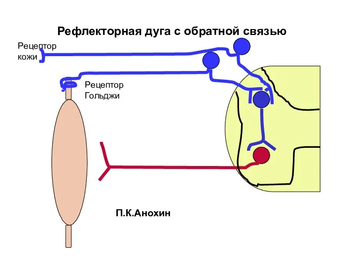 Рефлекторная дуга с обратной связью Рецептор кожи Рецептор Гольджи П.К.Анохин