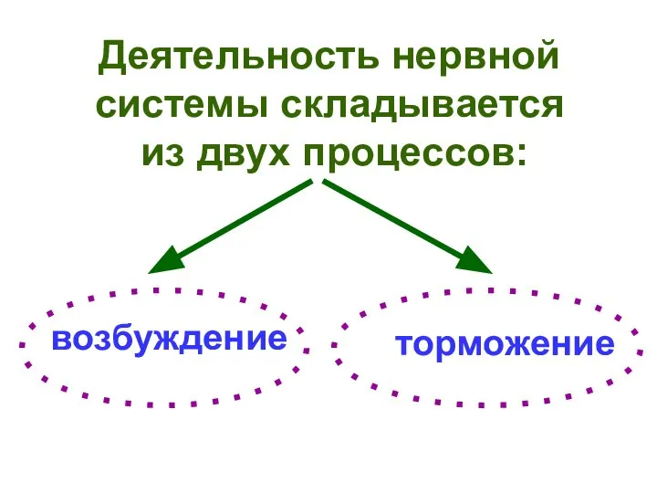 Деятельность нервной системы складывается из двух процессов: возбуждение торможение