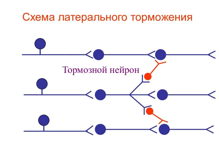 Схема латерального торможения Тормозной нейрон