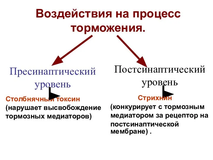 Пресинаптический уровень Постсинаптический уровень Воздействия на процесс торможения. Столбнячный токсин (нарушает