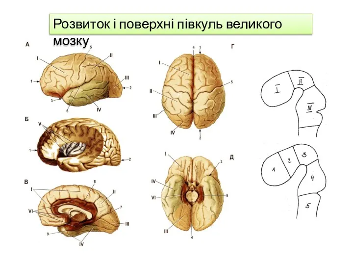 Розвиток і поверхні півкуль великого мозку