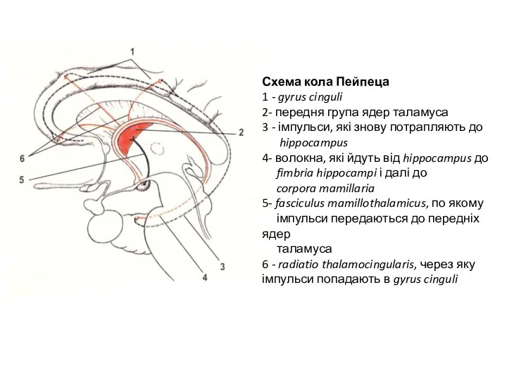 Схема кола Пейпеца 1 - gyrus cinguli 2- передня група ядер