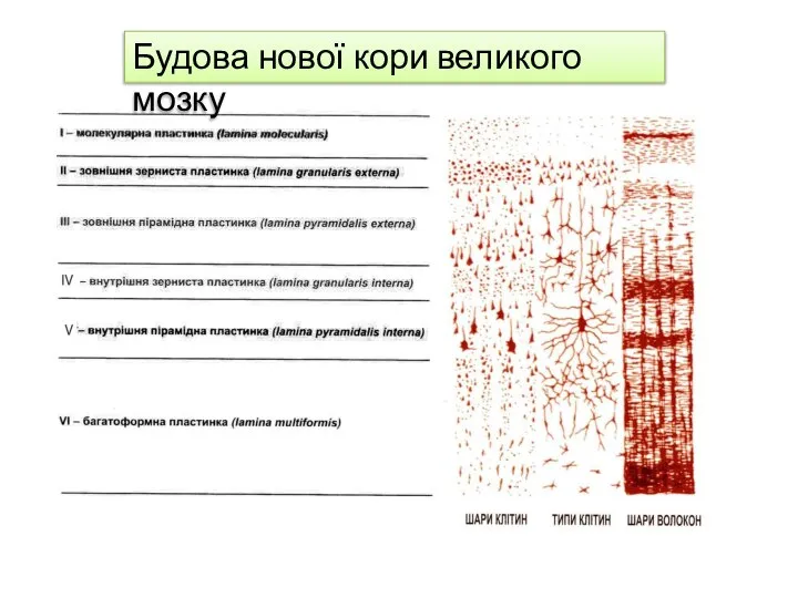 Будова нової кори великого мозку