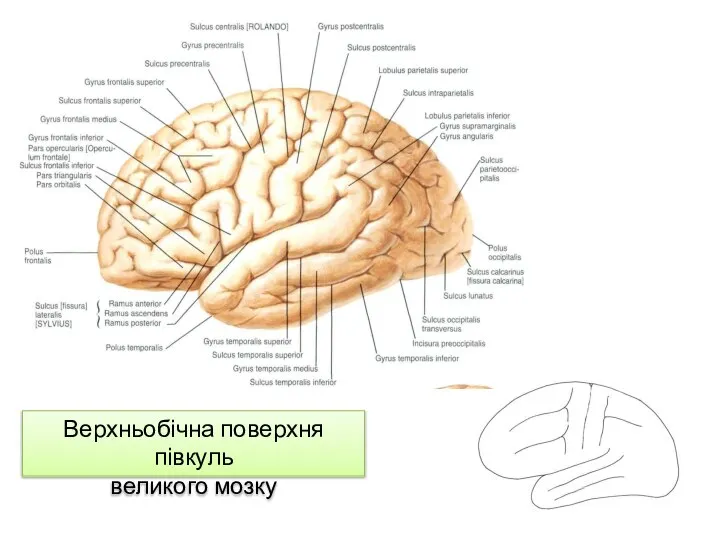 Верхньобічна поверхня півкуль великого мозку