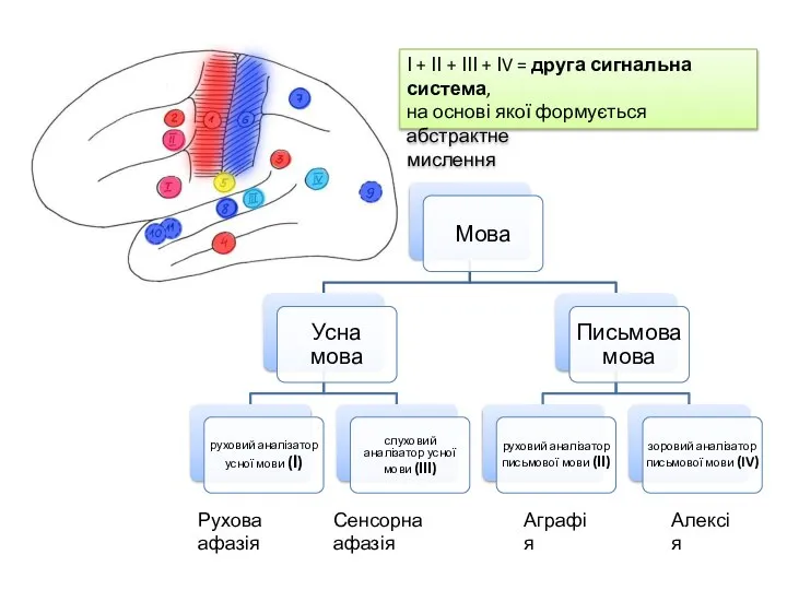 Рухова афазія Сенсорна афазія Аграфія Алексія І + ІІ + ІІІ