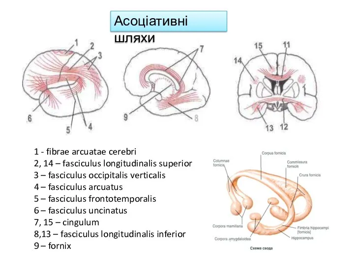 1 - fibrae arcuatae cerebri 2, 14 – fasciculus longitudinalis superior