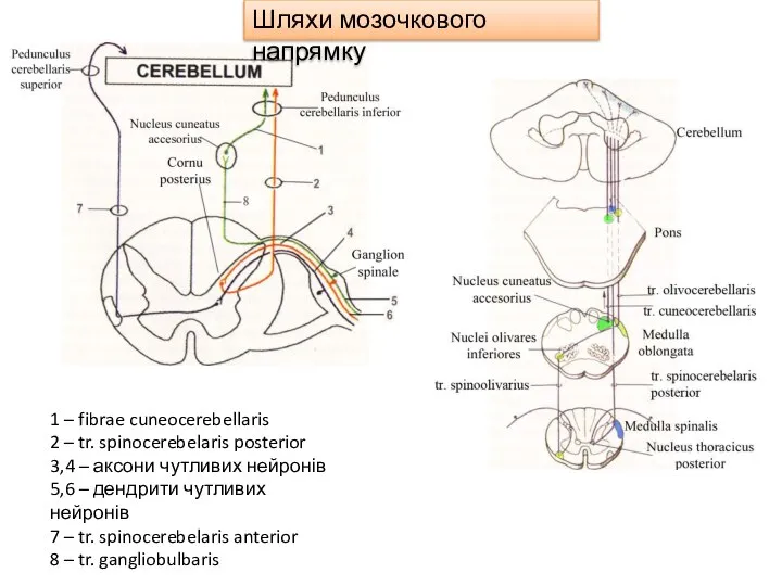 1 – fibrae cuneocerebellaris 2 – tr. spinocerebelaris posterior 3,4 –
