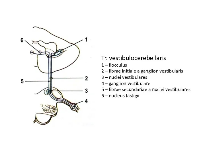 Tr. vestibulocerebellaris 1 – flocculus 2 – fibrae initiale a ganglion