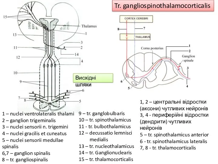 Tr. gangliospinothalamocorticalis 1, 2 – центральні відростки (аксони) чутливих нейронів 3,