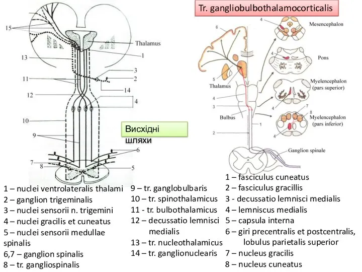 Tr. gangliobulbothalamocorticalis 1 – fasciculus cuneatus 2 – fasciculus gracillis 3