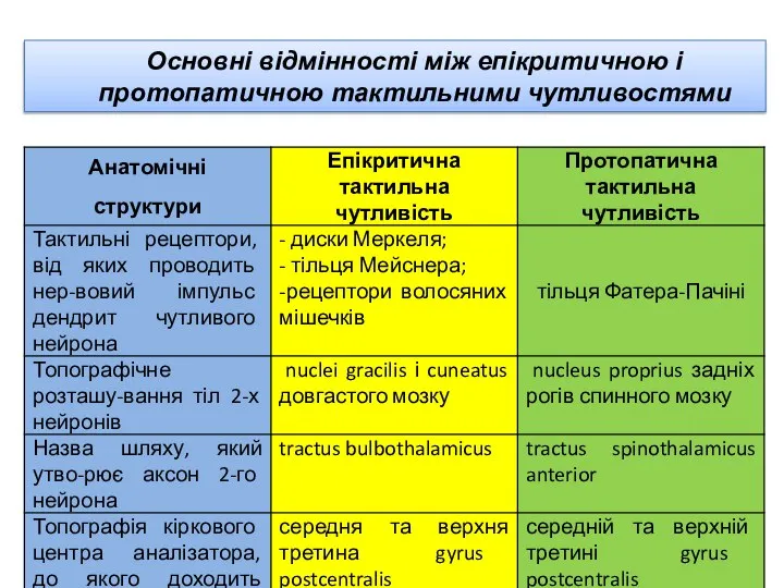 Основні відмінності між епікритичною і протопатичною тактильними чутливостями