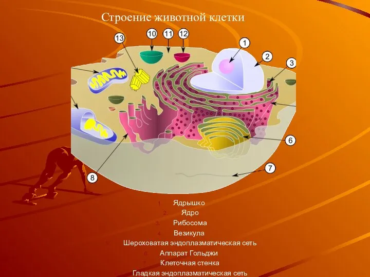 Ядрышко Ядро Рибосома Везикула Шероховатая эндоплазматическая сеть Аппарат Гольджи Клеточная стенка