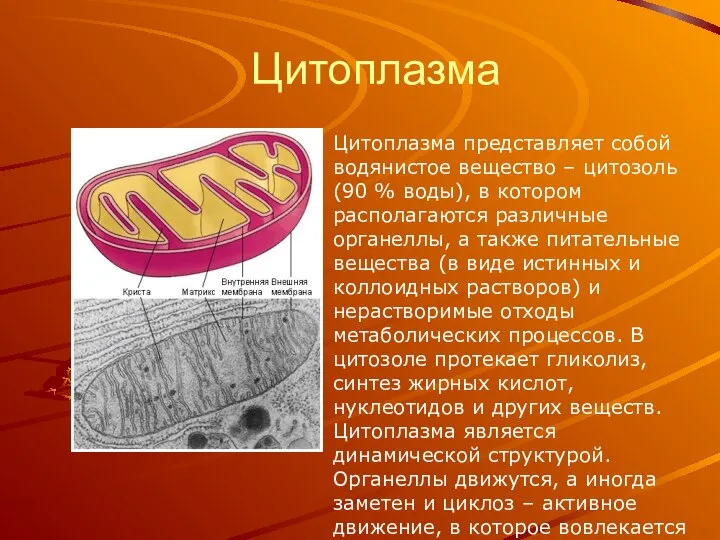 Цитоплазма Цитоплазма представляет собой водянистое вещество – цитозоль (90 % воды),