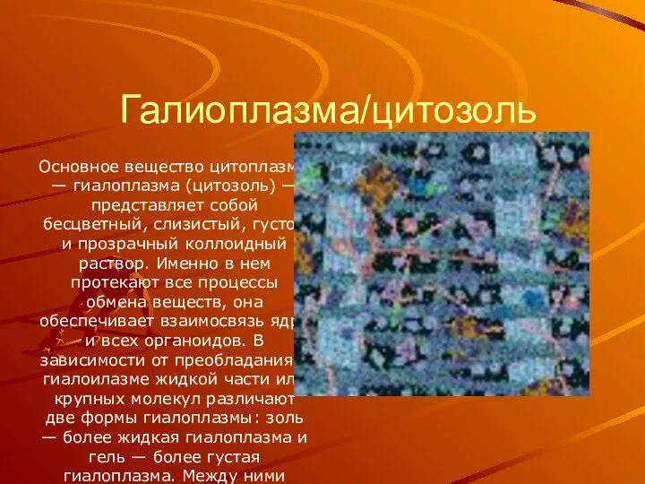 Галиоплазма/цитозоль Основное вещество цитоплазмы — гиалоплазма (цитозоль) — представляет собой бесцветный,