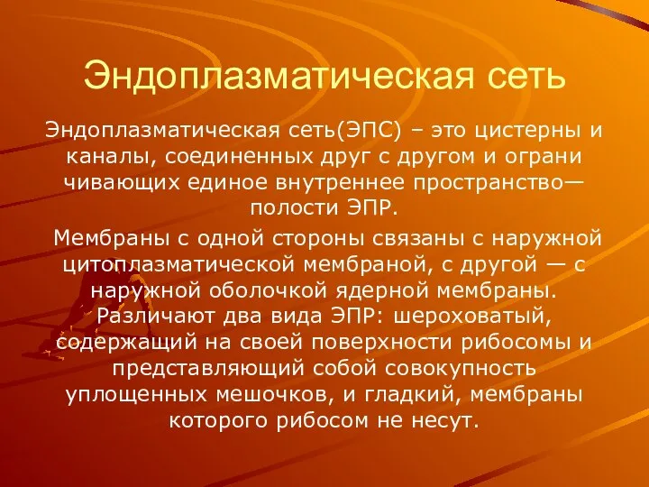 Эндоплазматическая сеть Эндоплазматическая сеть(ЭПС) – это цистерны и каналы, соединенных друг