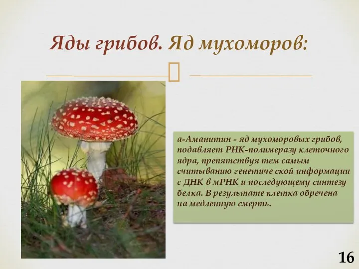 Яды грибов. Яд мухоморов: а-Аманитин - яд мухоморовых грибов, подавляет РНК-полимеразу