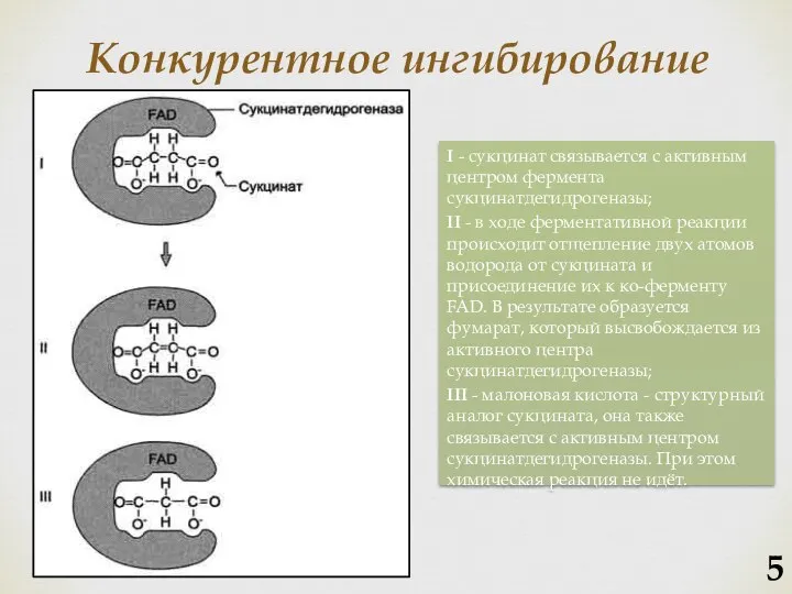 I - сукцинат связывается с активным центром фермента сукцинатдегидрогеназы; II -