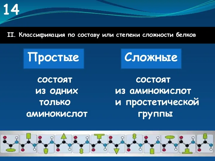 II. Классификация по составу или степени сложности белков Простые Сложные состоят