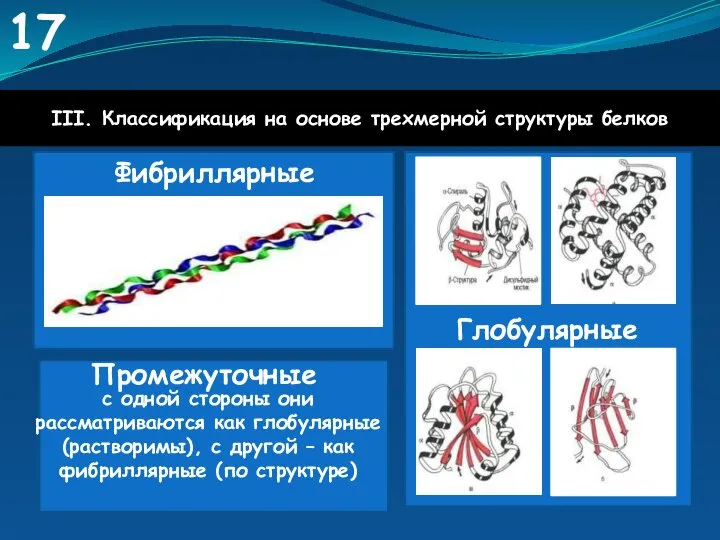 17 III. Классификация на основе трехмерной структуры белков Фибриллярные Глобулярные Промежуточные