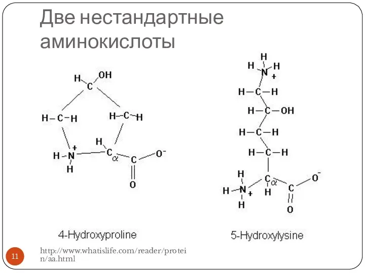 Две нестандартные аминокислоты http://www.whatislife.com/reader/protein/aa.html