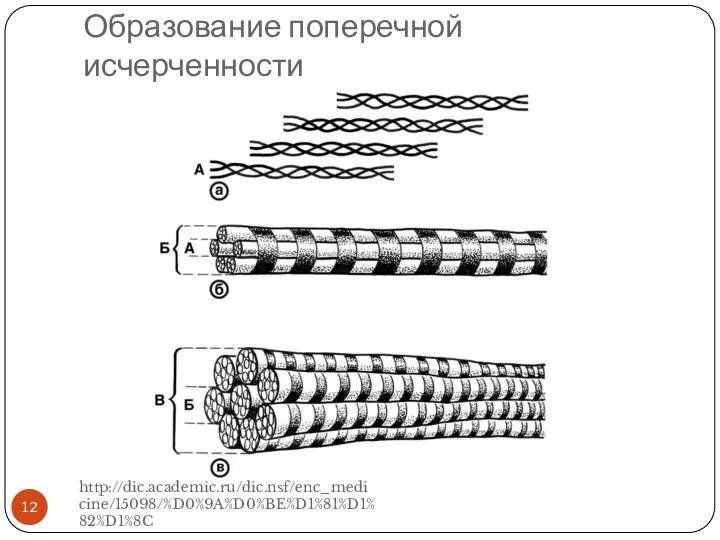 Образование поперечной исчерченности http://dic.academic.ru/dic.nsf/enc_medicine/15098/%D0%9A%D0%BE%D1%81%D1%82%D1%8C