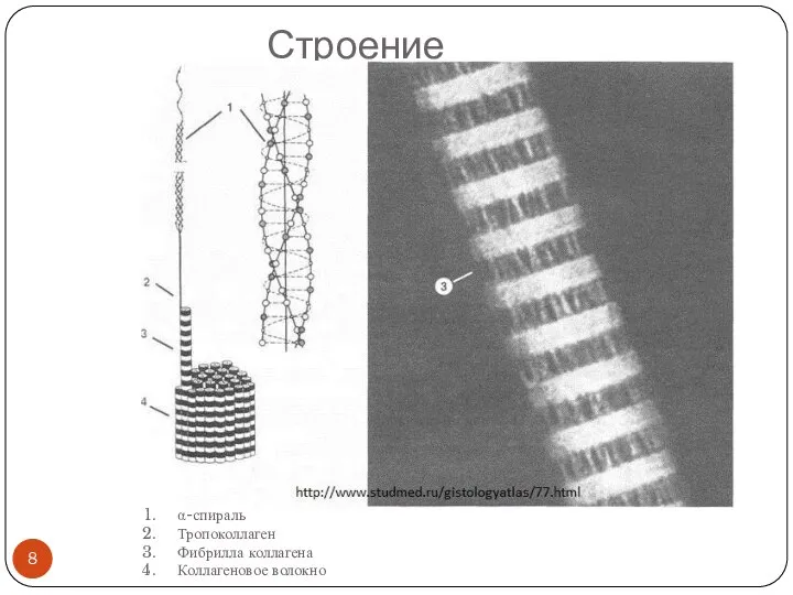 Строение α-спираль Тропоколлаген Фибрилла коллагена Коллагеновое волокно