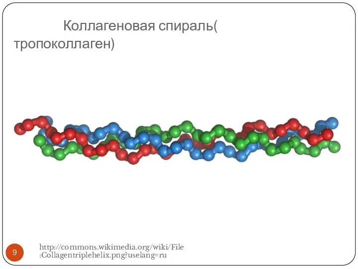 Коллагеновая спираль( тропоколлаген) http://commons.wikimedia.org/wiki/File:Collagentriplehelix.png?uselang=ru