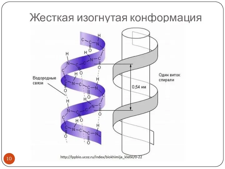 Жесткая изогнутая конформация