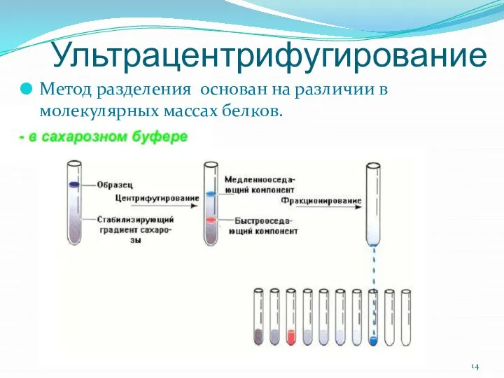 Ультрацентрифугирование Метод разделения основан на различии в молекулярных массах белков.