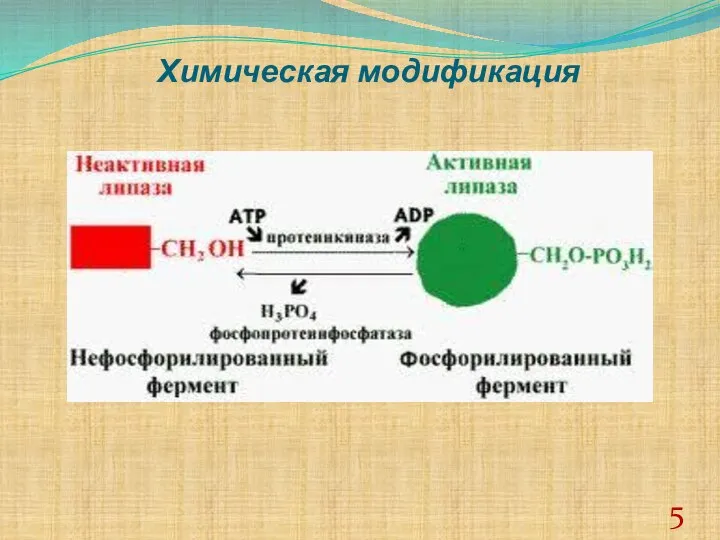 Химическая модификация