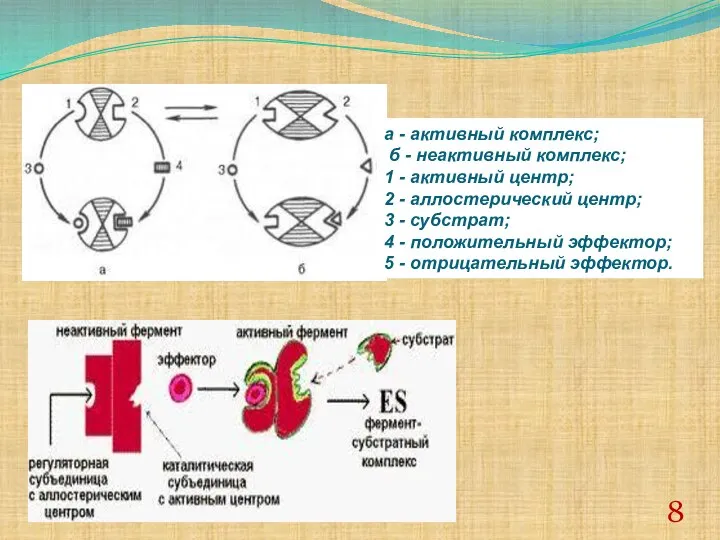 а - активный комплекс; б - неактивный комплекс; 1 - активный
