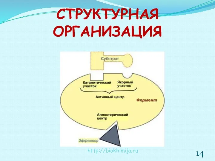 СТРУКТУРНАЯ ОРГАНИЗАЦИЯ http://biokhimija.ru