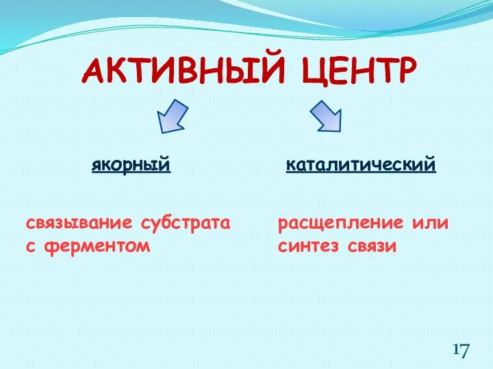 АКТИВНЫЙ ЦЕНТР якорный каталитический расщепление или синтез связи связывание субстрата с ферментом