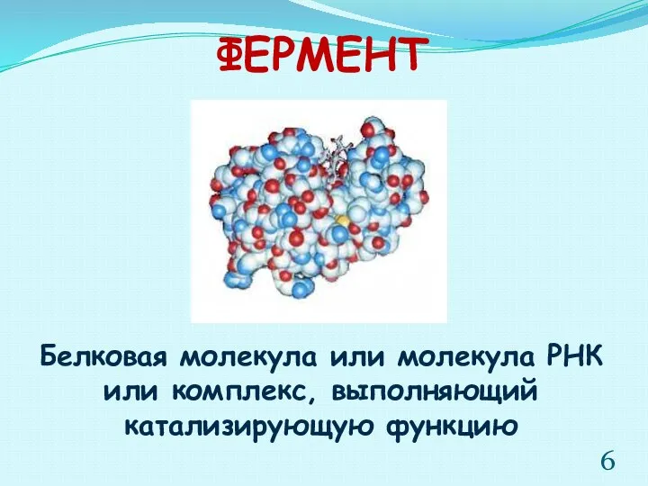 ФЕРМЕНТ Белковая молекула или молекула РНК или комплекс, выполняющий катализирующую функцию