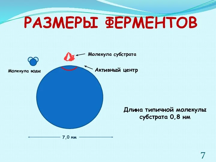 РАЗМЕРЫ ФЕРМЕНТОВ 7,0 нм Молекула воды Активный центр Молекула субстрата Длина типичной молекулы субстрата 0,8 нм