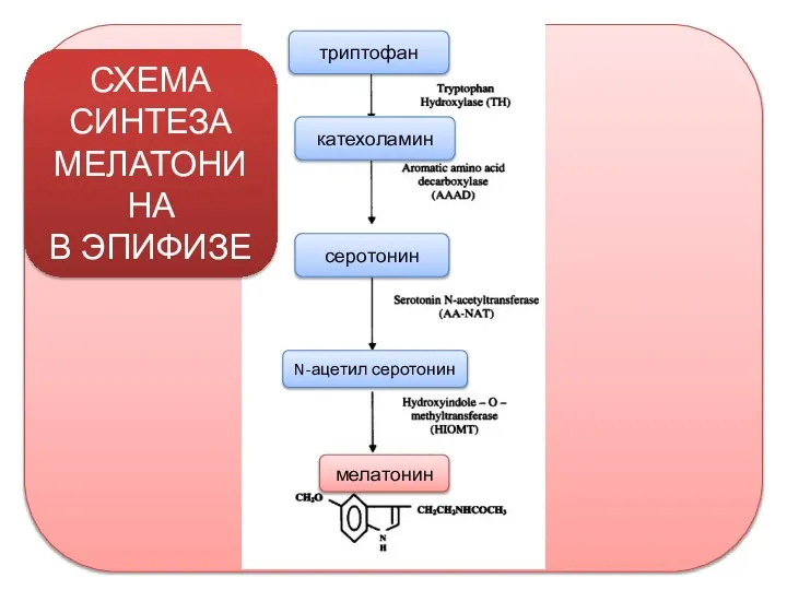 триптофан катехоламин серотонин N-ацетил серотонин мелатонин СХЕМА СИНТЕЗА МЕЛАТОНИНА В ЭПИФИЗЕ