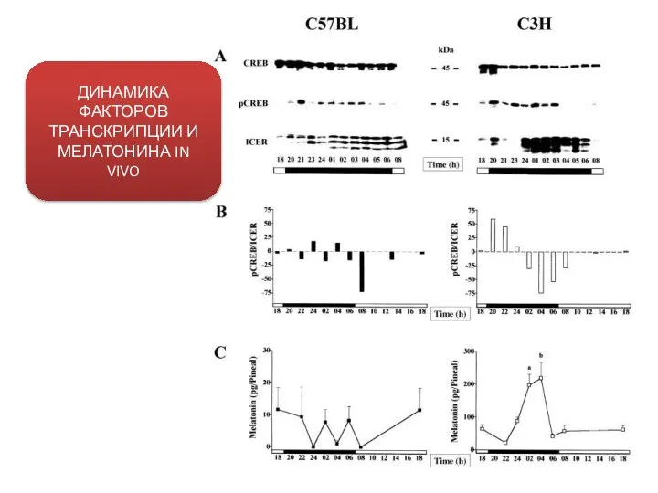 ДИНАМИКА ФАКТОРОВ ТРАНСКРИПЦИИ И МЕЛАТОНИНА IN VIVO