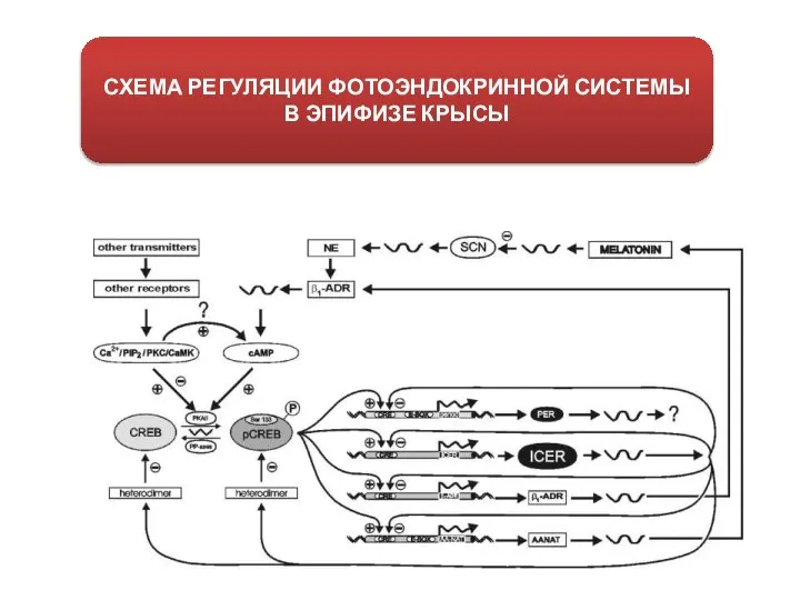 СХЕМА РЕГУЛЯЦИИ ФОТОЭНДОКРИННОЙ СИСТЕМЫ В ЭПИФИЗЕ КРЫСЫ