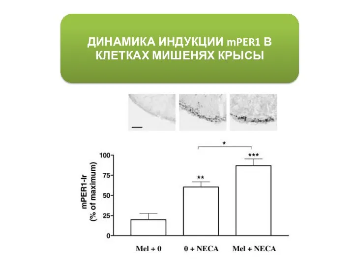 ДИНАМИКА ИНДУКЦИИ mPER1 В КЛЕТКАХ МИШЕНЯХ КРЫСЫ