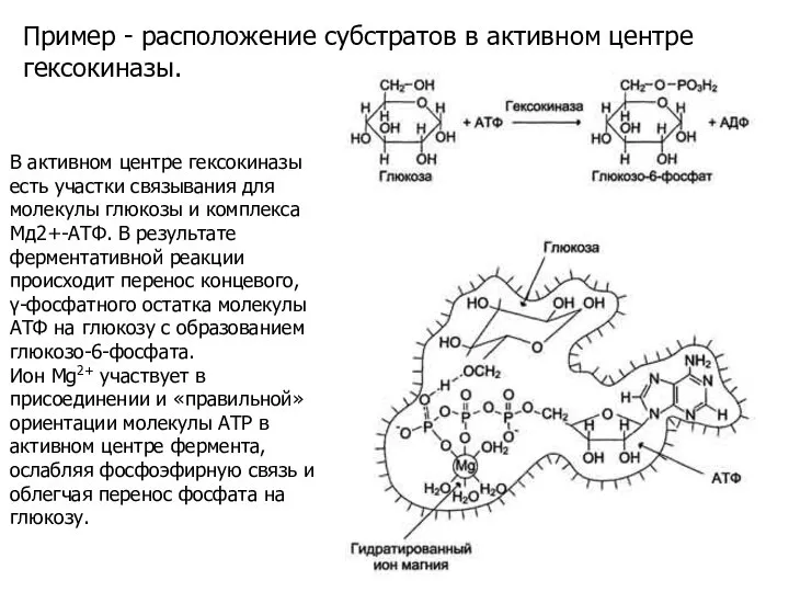 Пример - расположение субстратов в активном центре гексокиназы. В активном центре