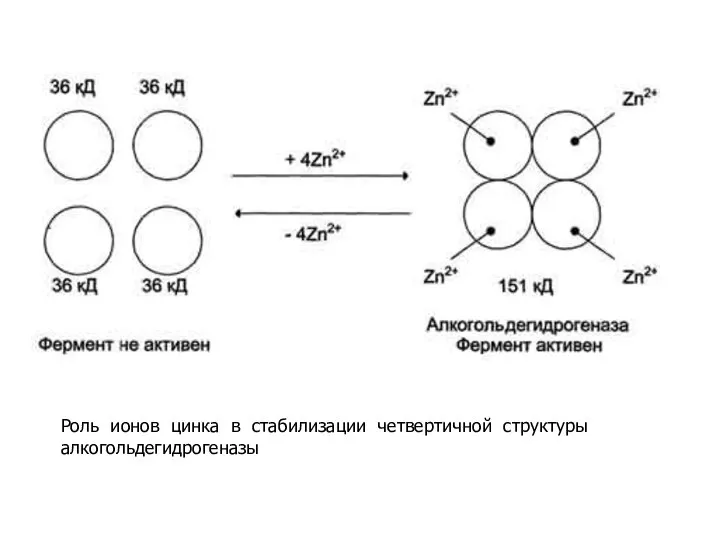 Роль ионов цинка в стабилизации четвертичной структуры алкогольдeгидрогеназы