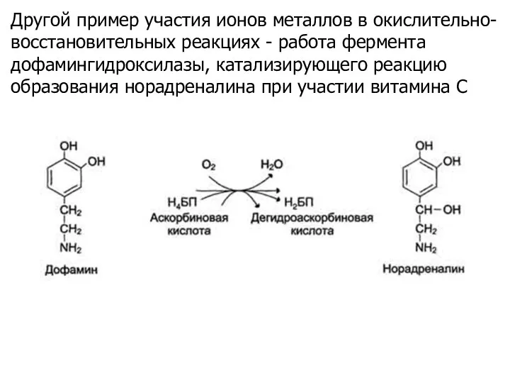 Другой пример участия ионов металлов в окислительно-восстановительных реакциях - работа фермента