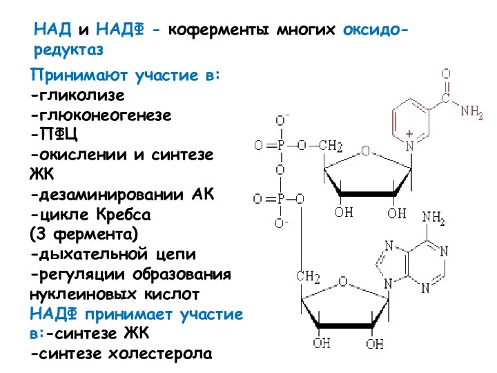 НАД и НАДФ - коферменты многих оксидо-редуктаз Принимают участие в: -гликолизе