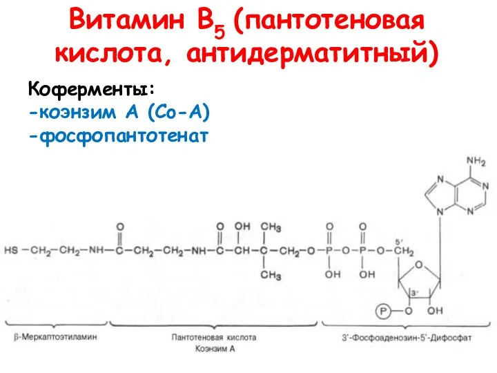 Витамин В5 (пантотеновая кислота, антидерматитный) Коферменты: -коэнзим А (Co-A) -фосфопантотенат