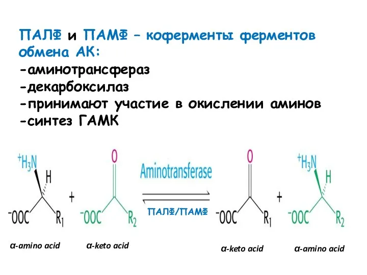 ПАЛФ и ПАМФ – коферменты ферментов обмена АК: -аминотрансфераз -декарбоксилаз -принимают