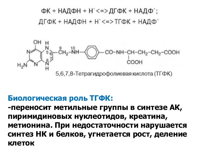 Биологическая роль ТГФК: -переносит метильные группы в синтезе АК, пиримидиновых нуклеотидов,